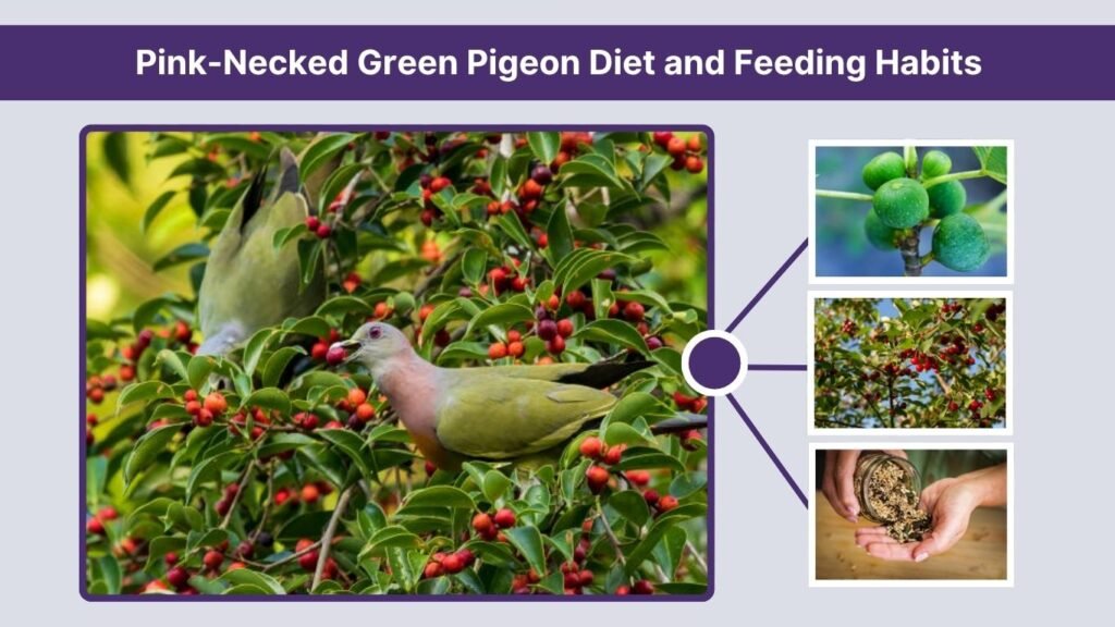 Pink-Necked Green Pigeon Diet and Feeding Habits