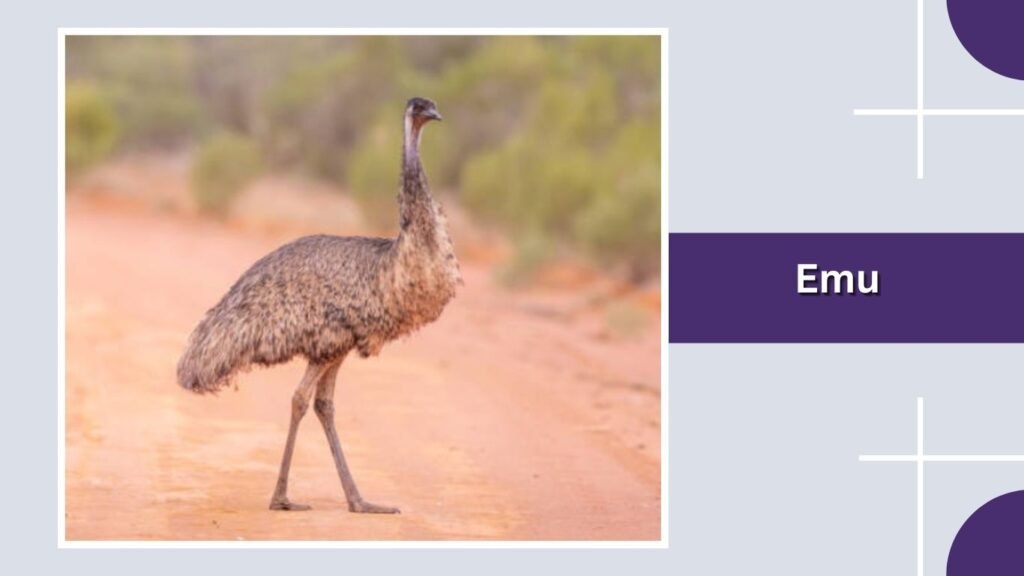  Emu