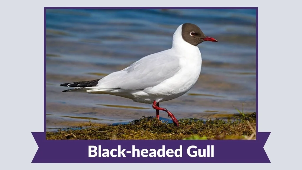 Black-headed Gull