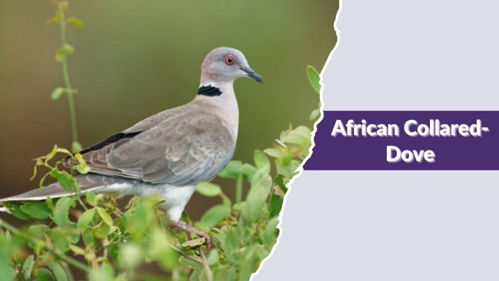 African Collared-Dove