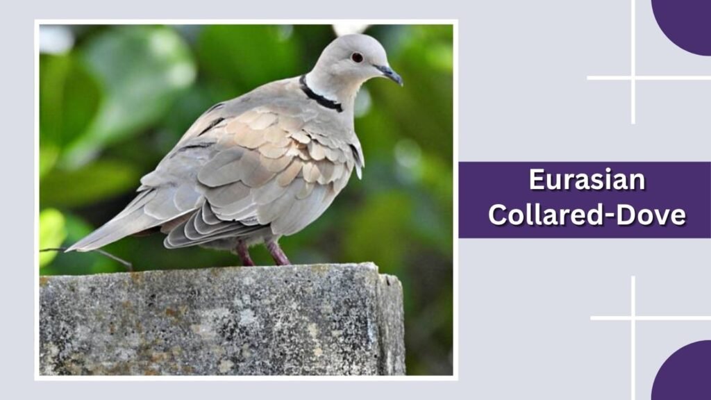  Eurasian Collared-Dove
