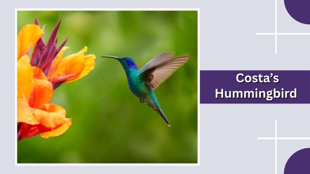 Costa’s Hummingbird