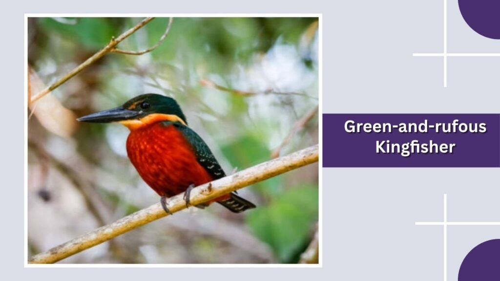Green-and-rufous Kingfisher