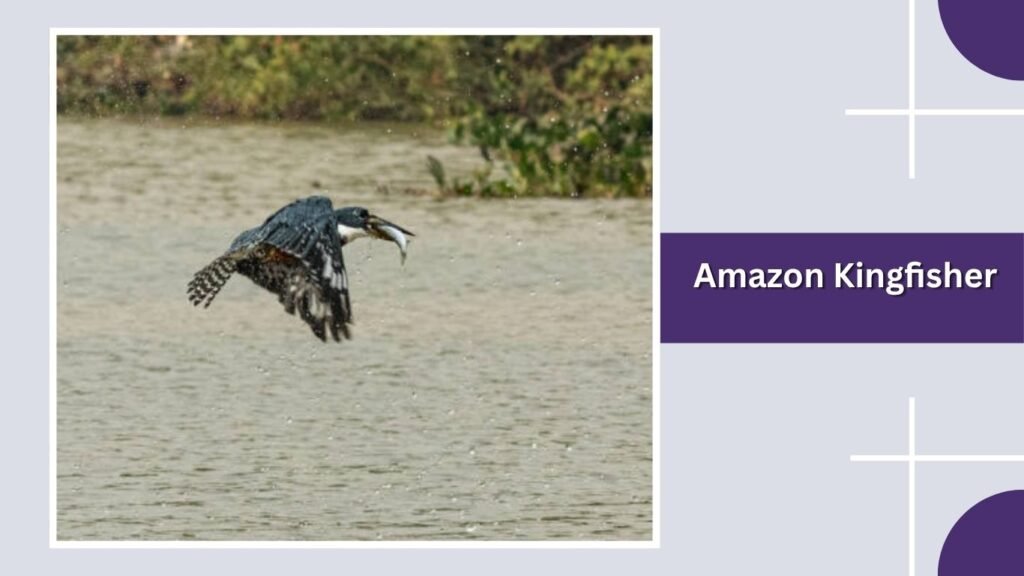 Amazon Kingfisher