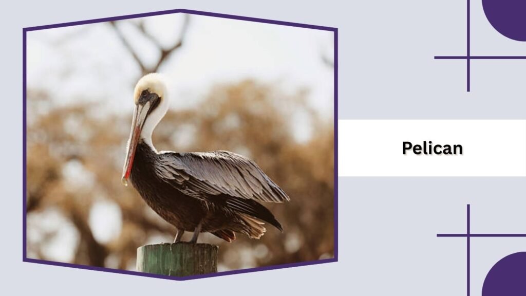 Pelican
