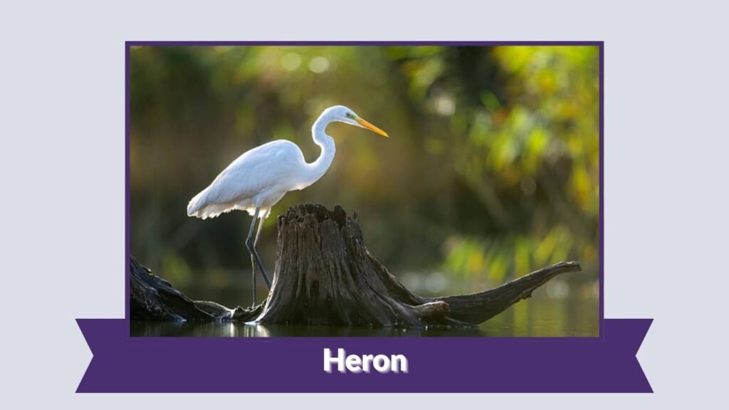 Heron