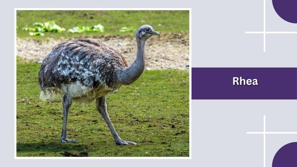  Rhea