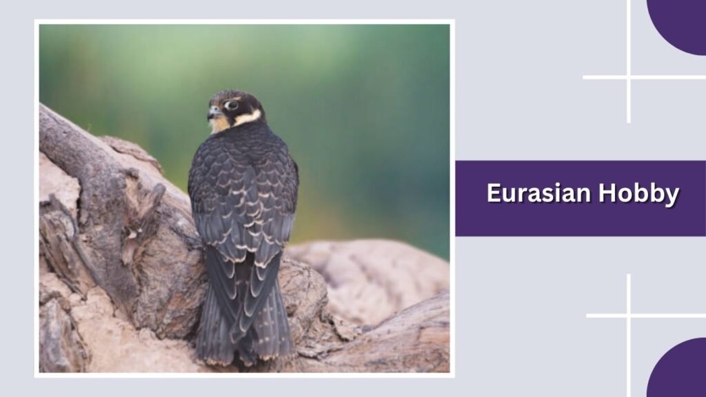 Eurasian Hobby