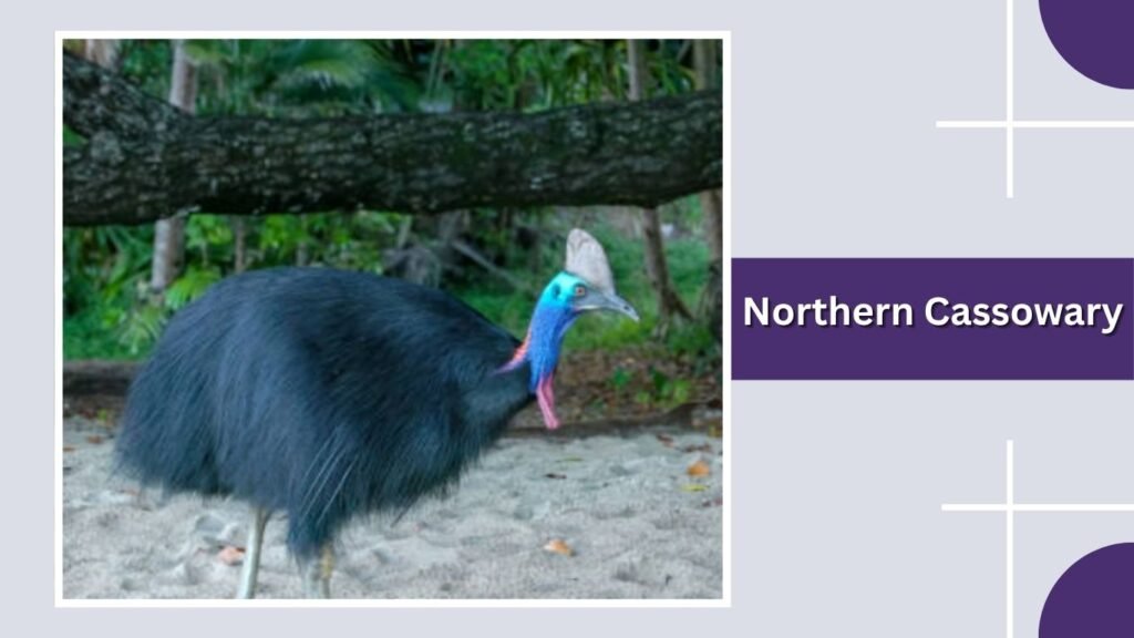 Northern Cassowary