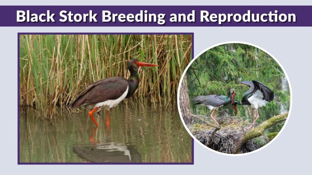 Black Stork Breeding and Reproduction