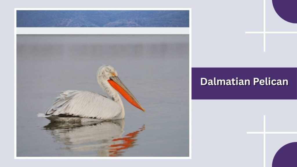 Dalmatian Pelican