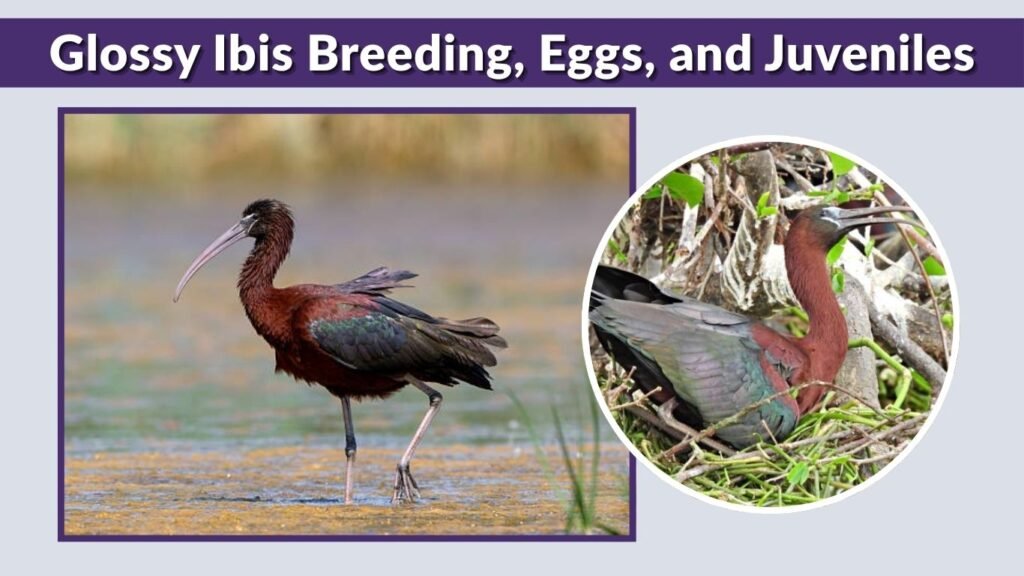 Glossy Ibis Breeding, Eggs, and Juveniles