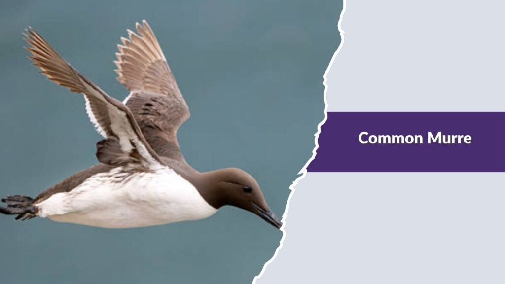  Common Murre