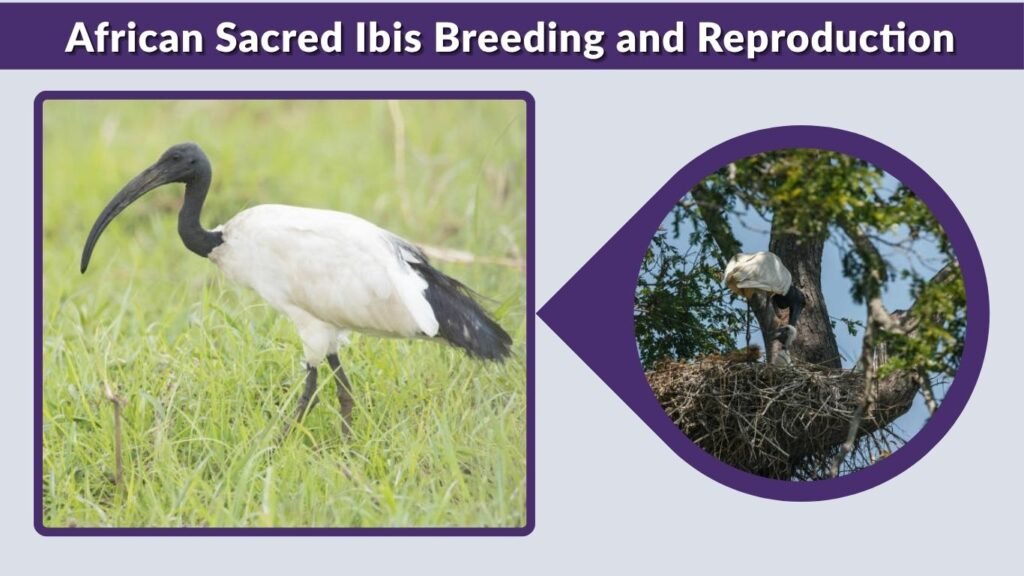 African Sacred Ibis Breeding and Reproduction