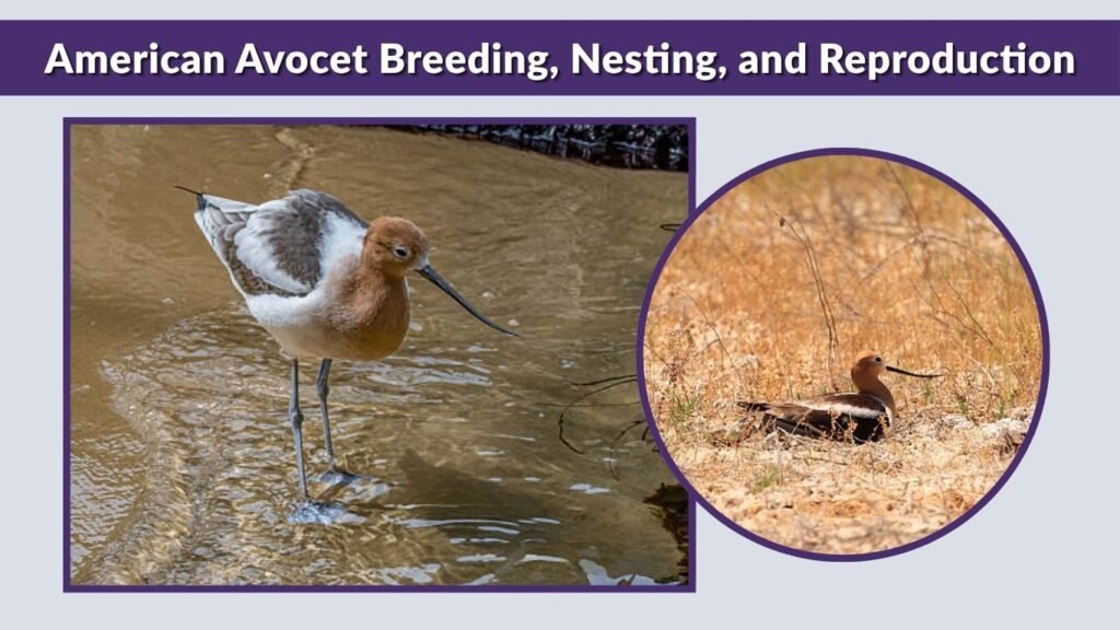 American Avocet Breeding, Nesting, and Reproduction