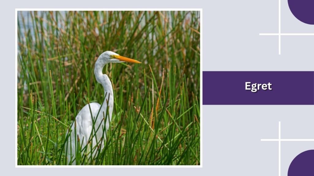 Egret