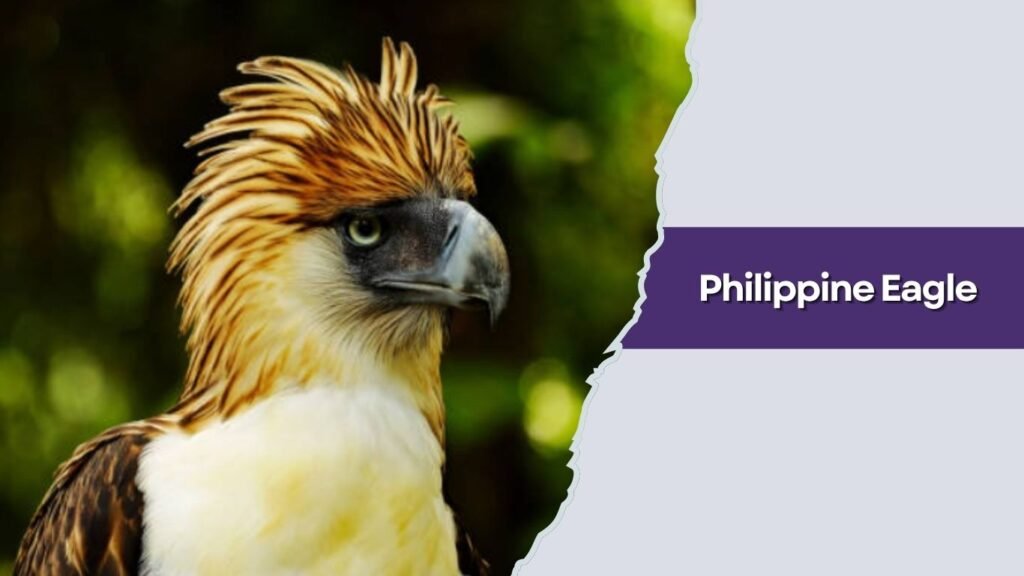 Philippine Eagle