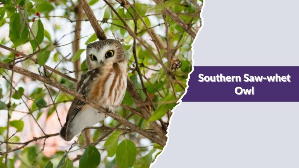 Southern Saw-whet Owl