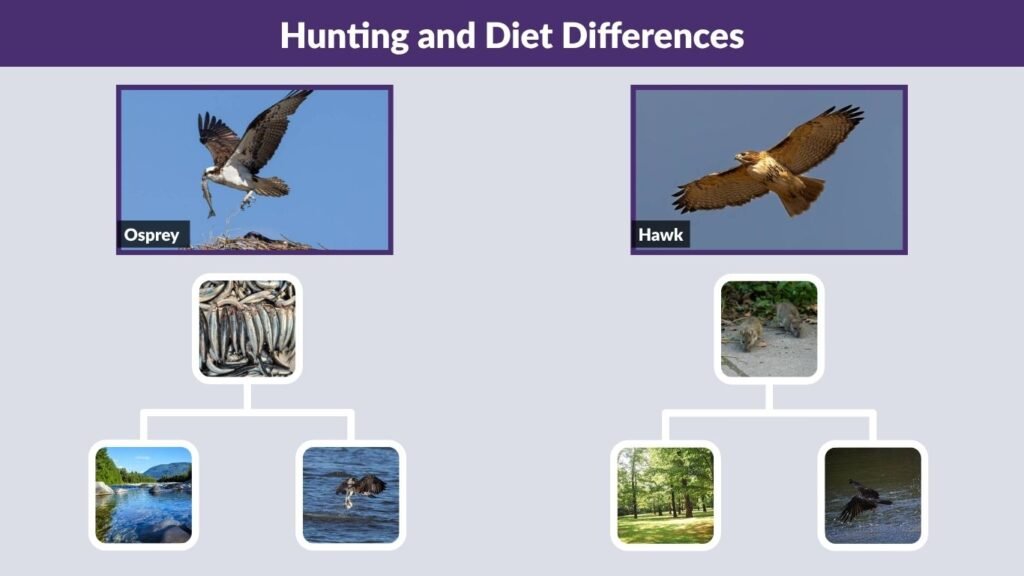 Hunting and Diet Differences