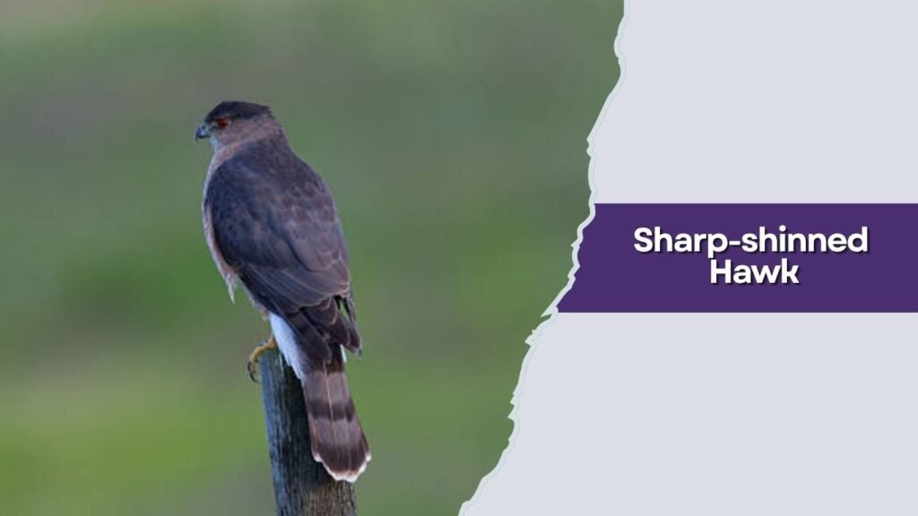 Sharp-shinned Hawk