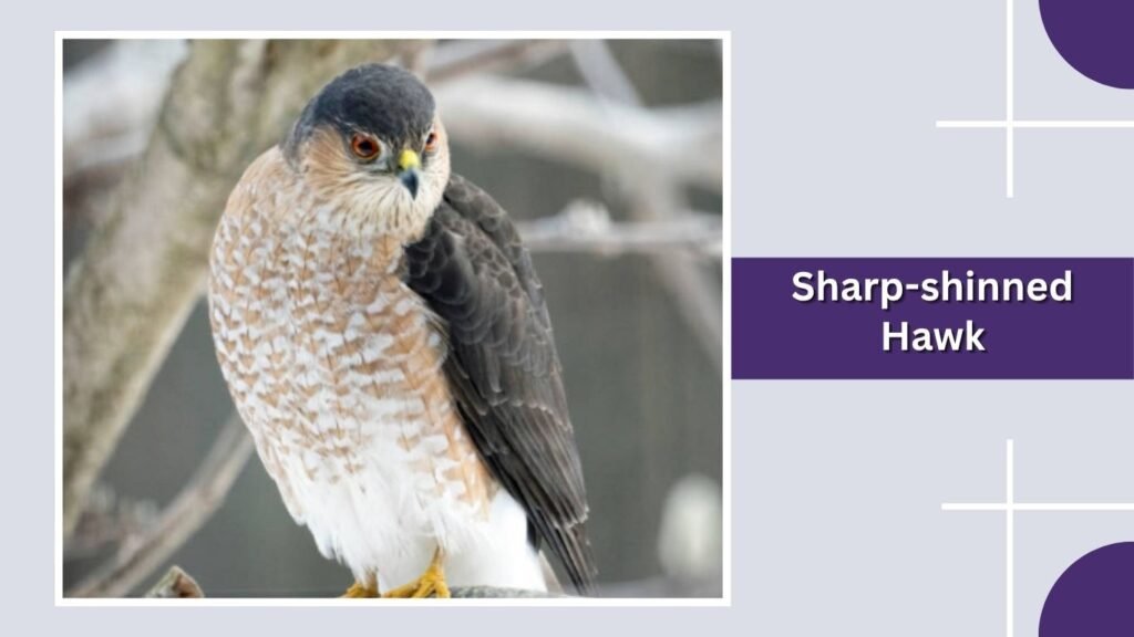 Sharp-shinned Hawk