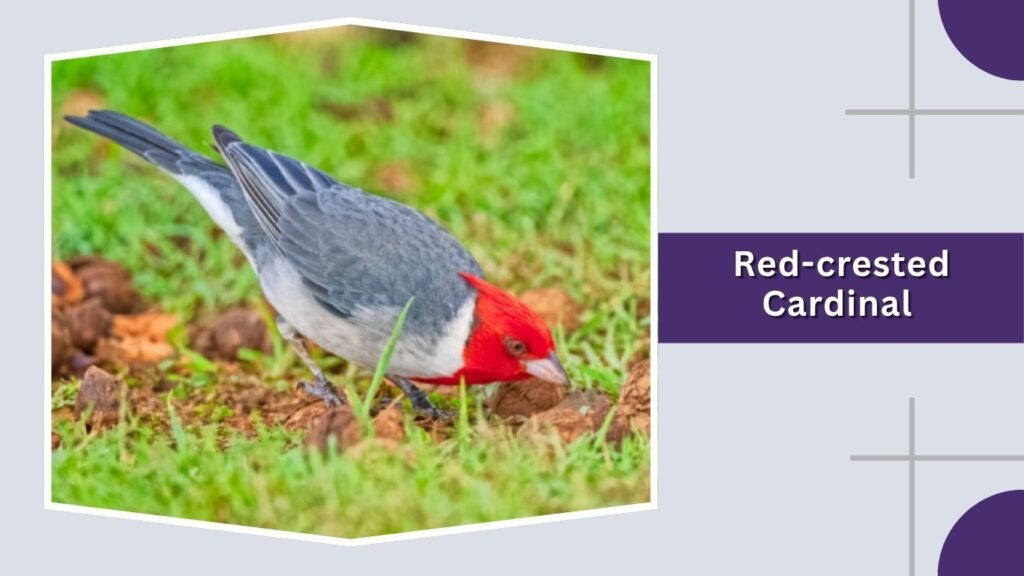  Red-crested Cardinal