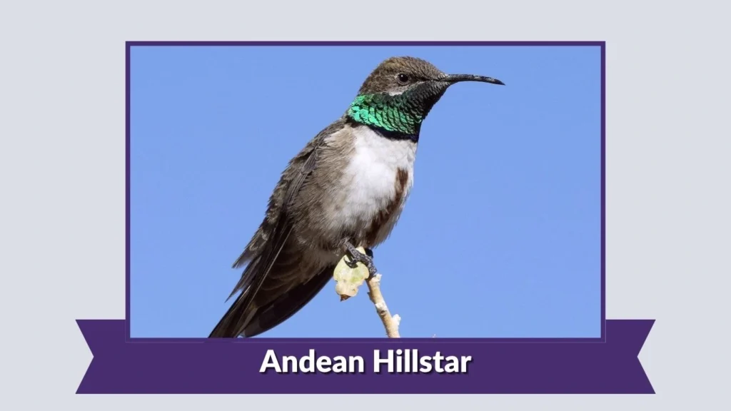 Andean Hillstar