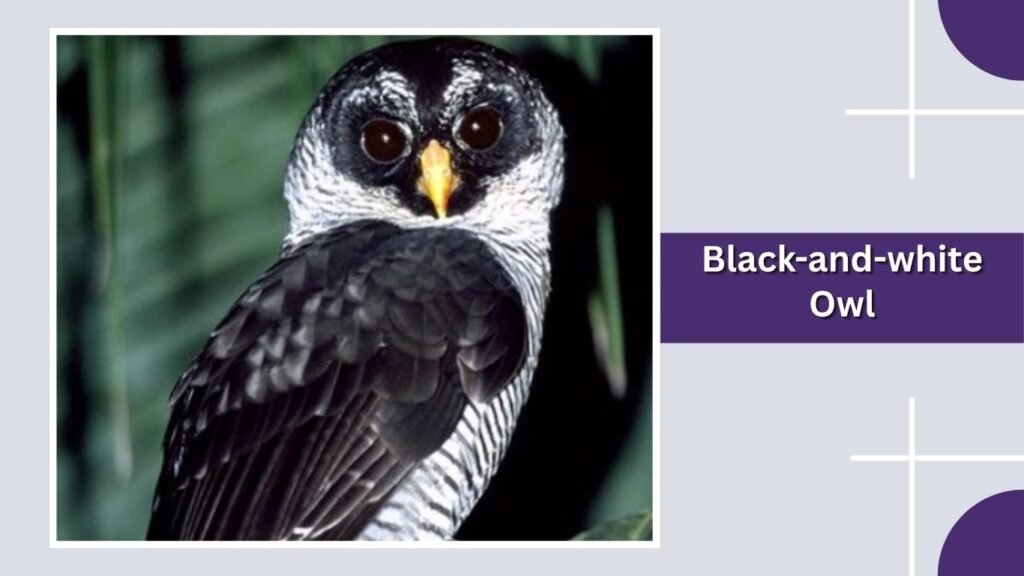 Black-and-white Owl