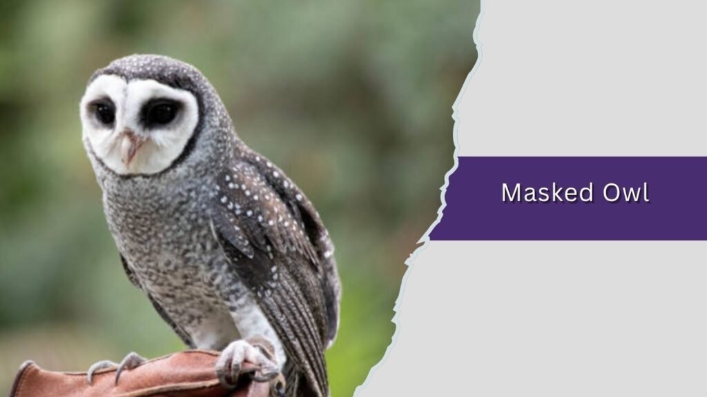 Masked Owl