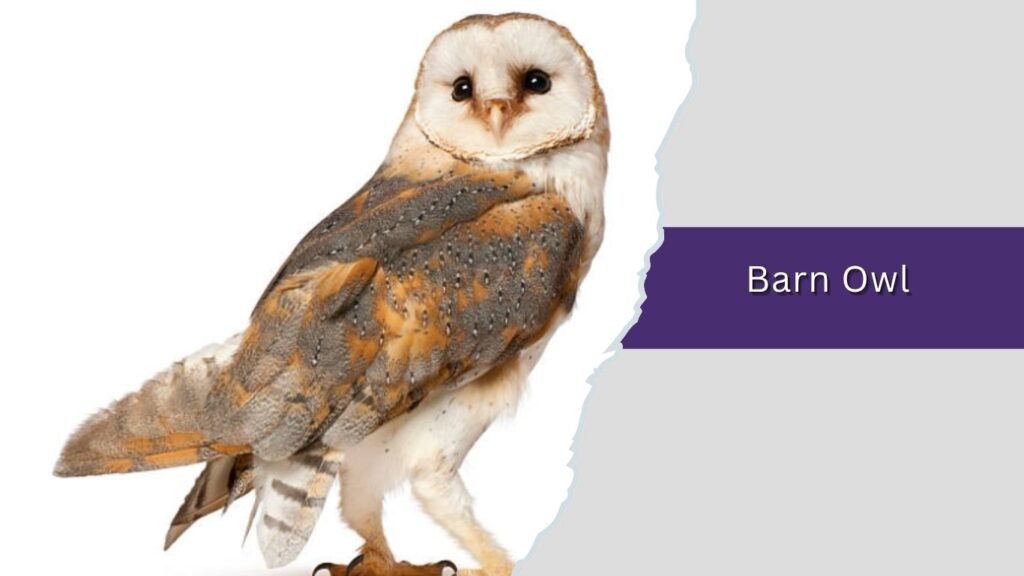  Barn Owl
