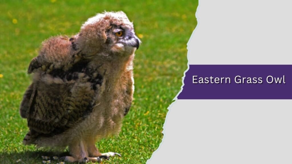 Eastern Grass Owl