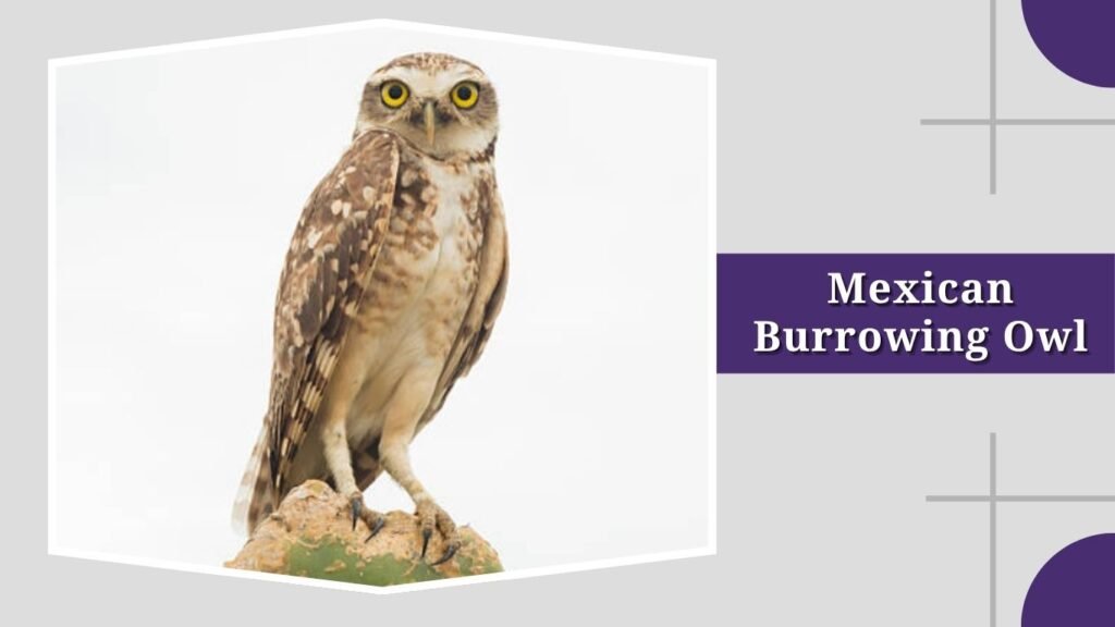 Mexican Burrowing Owl