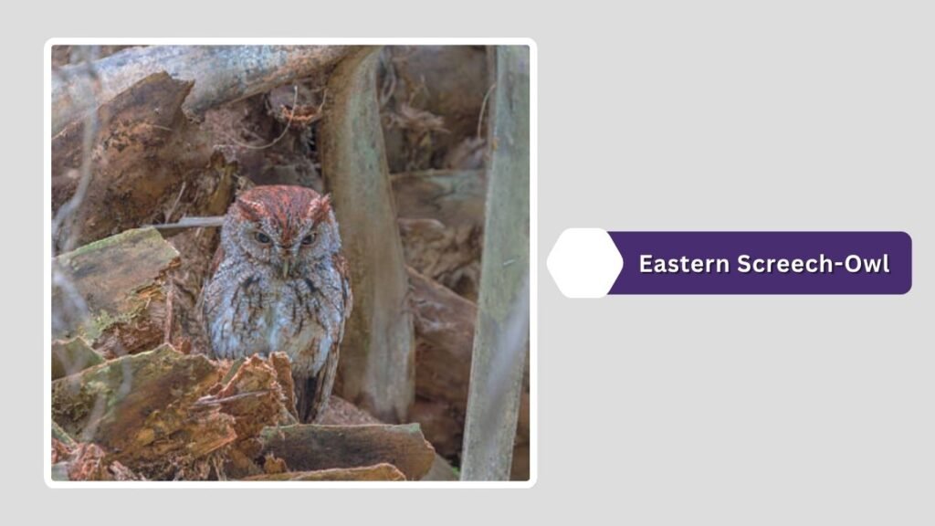 Eastern Screech-Owl