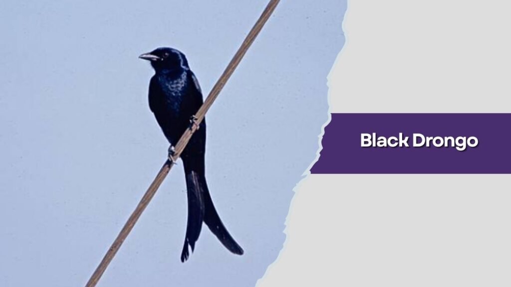 Black Drongo