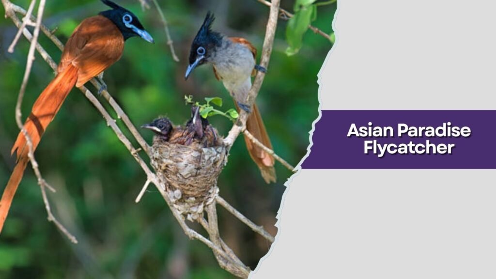 Asian Paradise Flycatcher