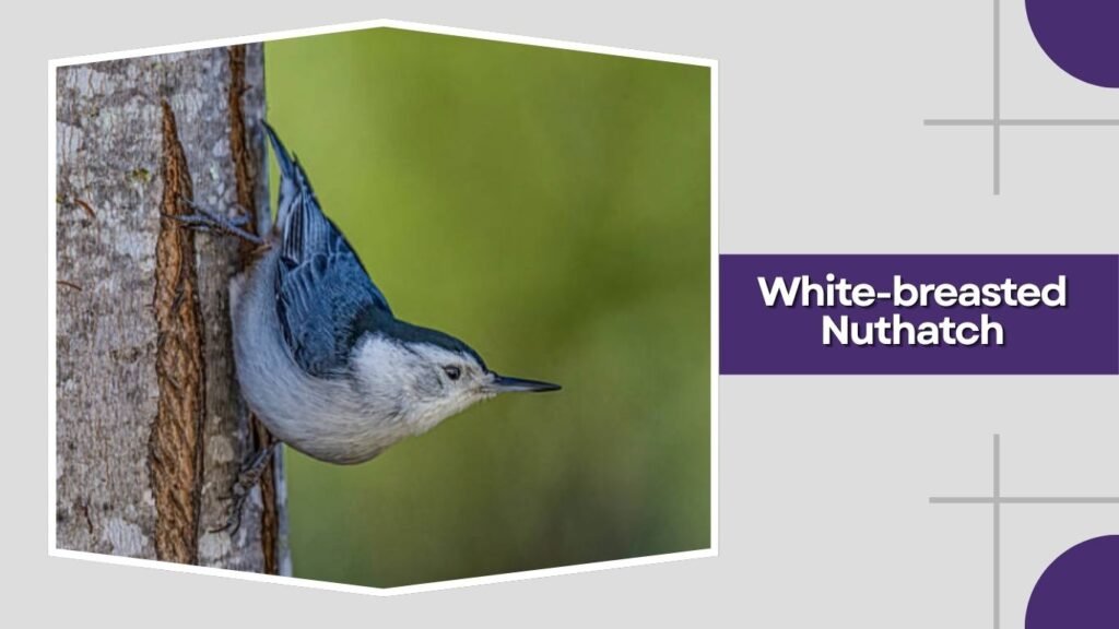 White-breasted Nuthatch