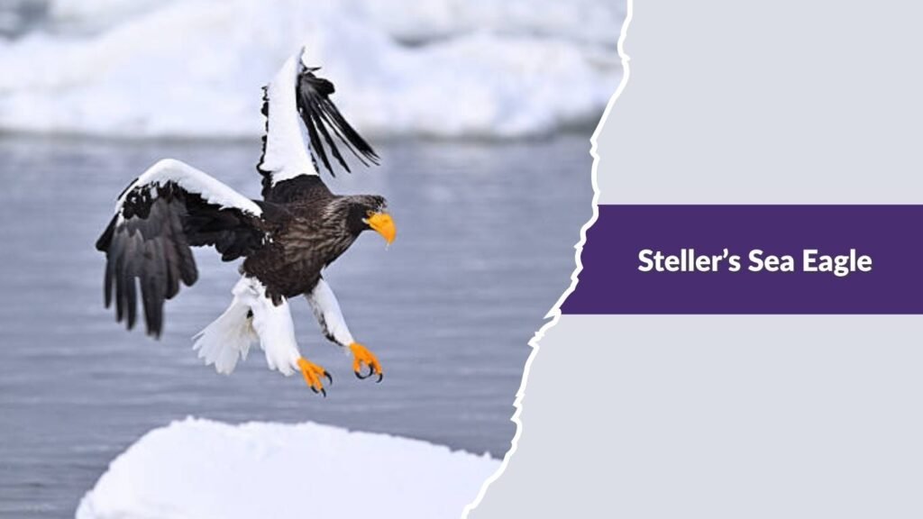 Steller’s Sea Eagle