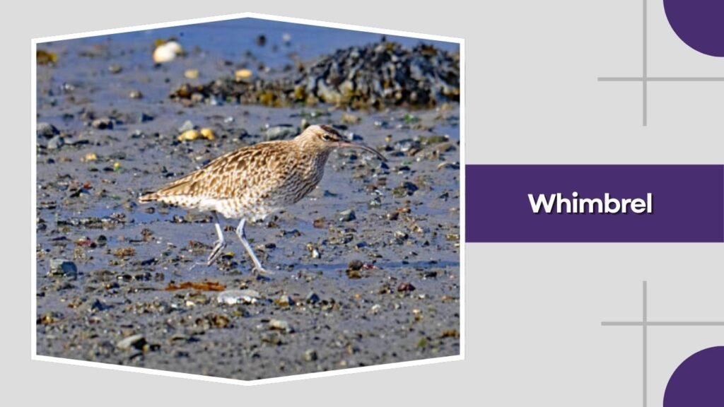 Whimbrel