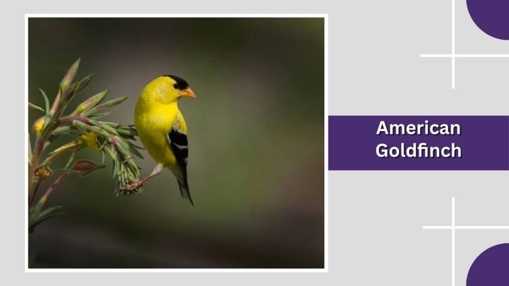 American Goldfinch
