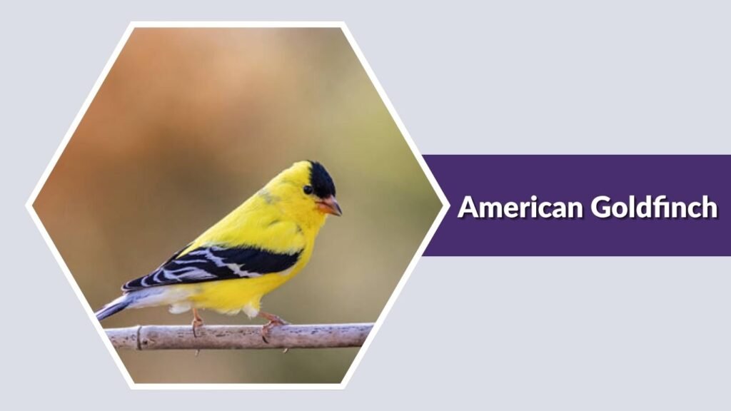  American Goldfinch