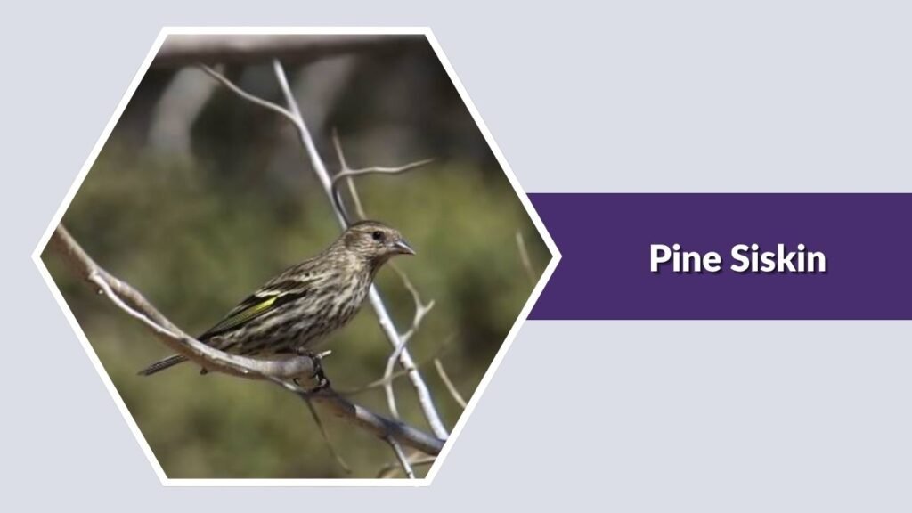  Pine Siskin