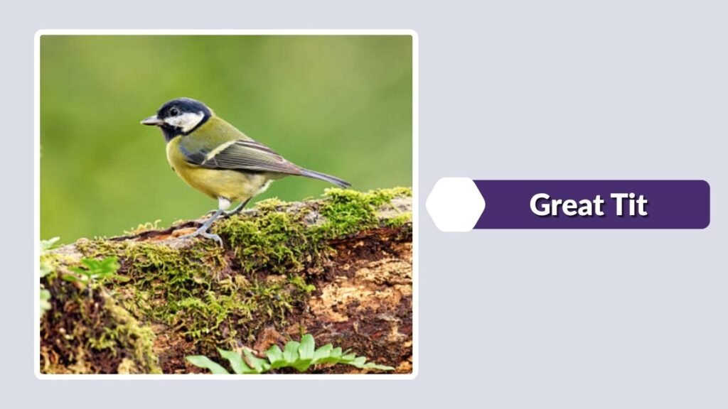  Great Tit