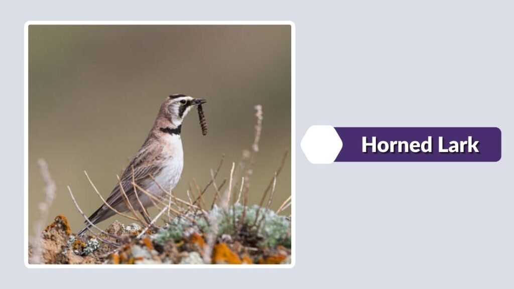 Horned Lark