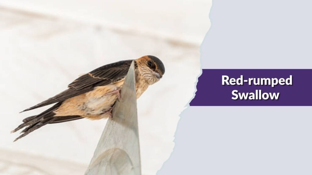 Red-rumped Swallow