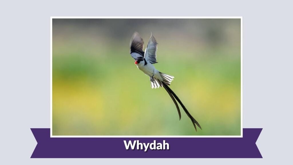  Whydah