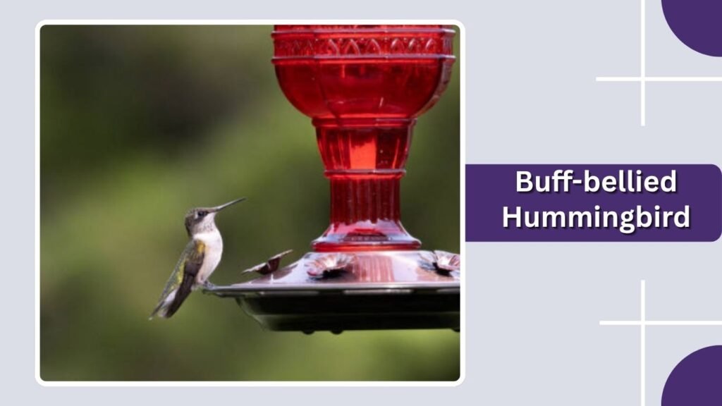  Buff-bellied Hummingbird