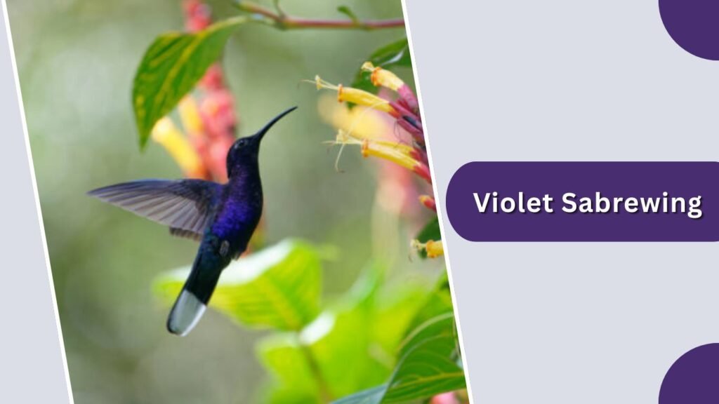  Violet Sabrewing