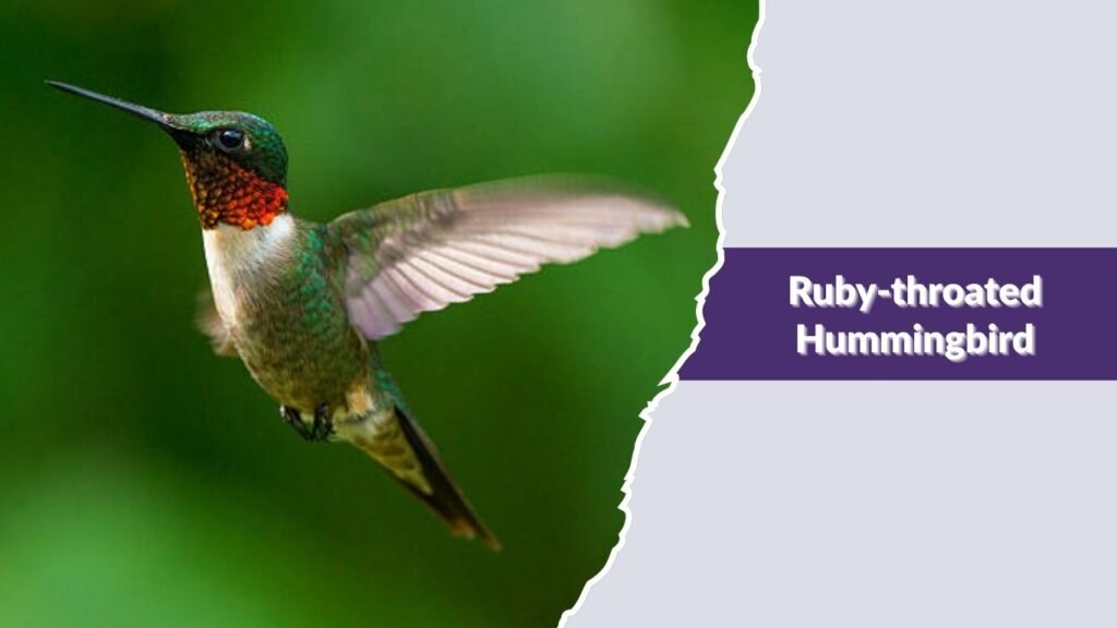 Ruby-throated Hummingbird