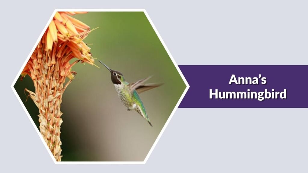Anna’s Hummingbird