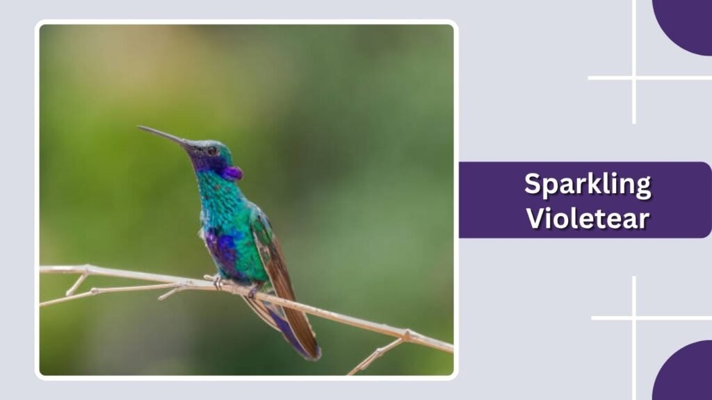 Sparkling Violetear